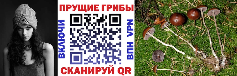 Псилоцибиновые грибы Psilocybe  магазин    Калининград 